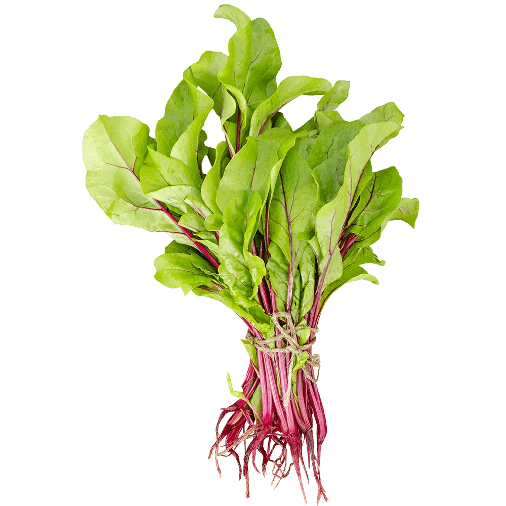 Botwinka pęczek szt.