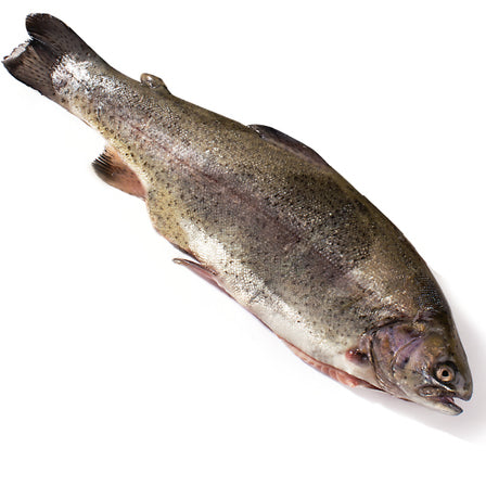 Pstrąg patroszony świeży kg